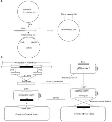 The Heparin-Binding Hemagglutinin of Nocardia cyriacigeorgica GUH-2 Stimulates Inflammatory Cytokine Secretion Through Activation of Nuclear Factor κB and Mitogen-Activated Protein Kinase Pathways via TLR4
